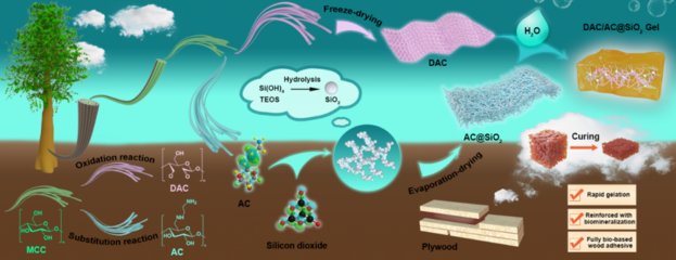 生物質(zhì)材料國際聯(lián)合研究中心開發(fā)出多重纏結(jié)礦化交聯(lián)網(wǎng)絡(luò)全生物基粘合劑