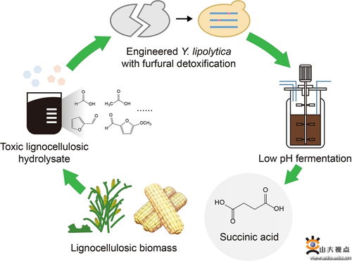 祁慶生教授團隊在木質(zhì)纖維素水解液高效轉(zhuǎn)化非糧生物基丁二酸的研究中取得重要進展
