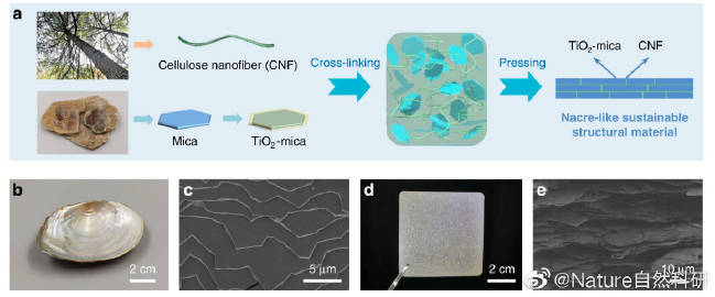 生產(chǎn)高強(qiáng)度的生物基材料替代塑料本周. 來自NaturePortfolio - 微博